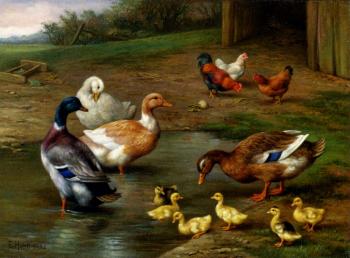 Edgar Hunt : Chickens Ducks And Ducklings Paddling